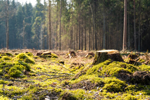 Low angle view of tree stumps - deforestation in process