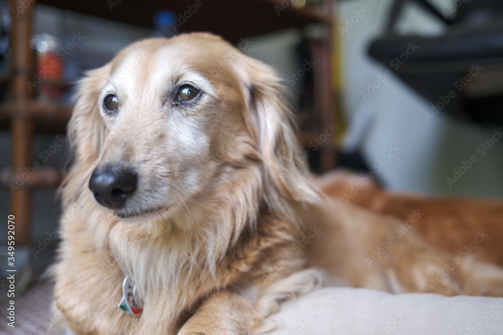 Dachshund portrait