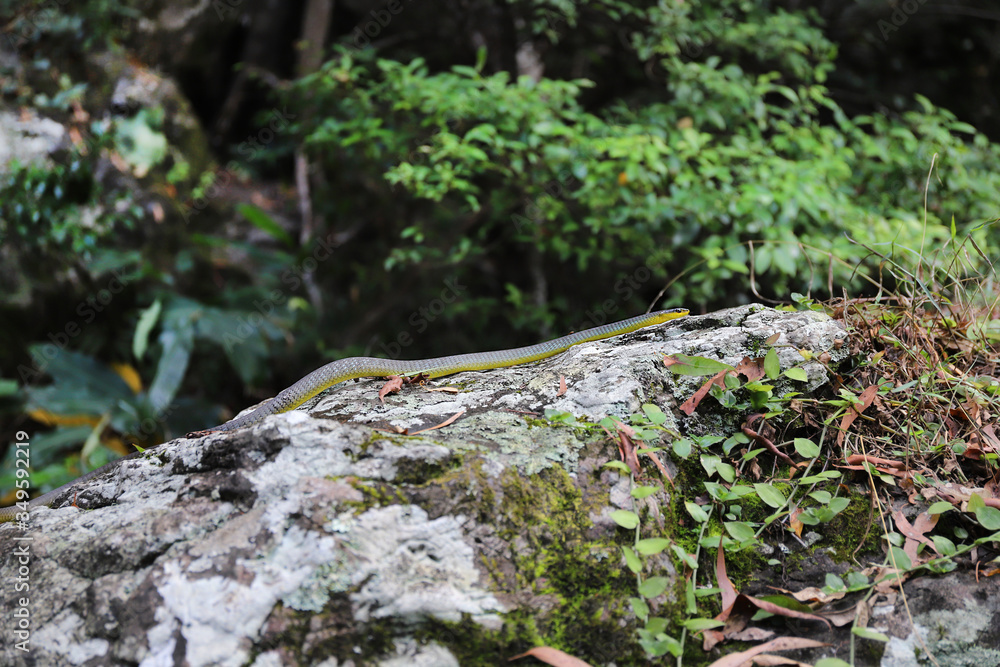 Tree Snake on Rock in Rainforest Tree Snake on Rock in Rainforest