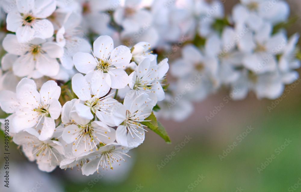 White buds of blossoming spring cherry flowers on a branch, green background White buds of blossoming spring cherry flowers on a branch, green background