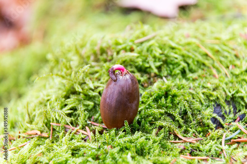 acorn early sprout on layer of moss