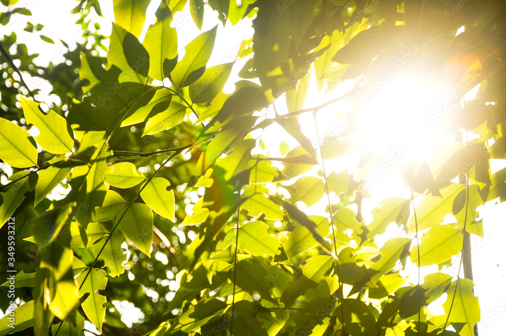 sun shining through the leaves sun shining through the leaves