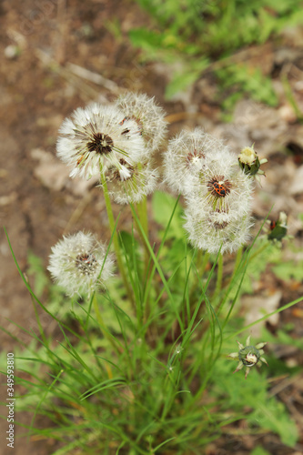 Tableau sur toile Blowball with red bug soldier in center of the flower