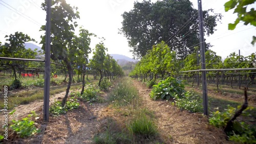 tropical vineyard with narrow ground paths and suspended green vine bushes against clear sky on hot sunny day