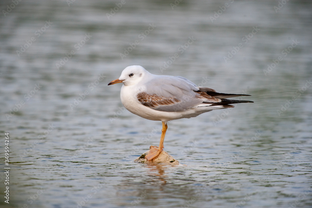 Fine-billed gull stands on the rock of the coast (Chroicocephalus genei) Fine-billed gull stands on the rock of the coast (Chroicocephalus genei)