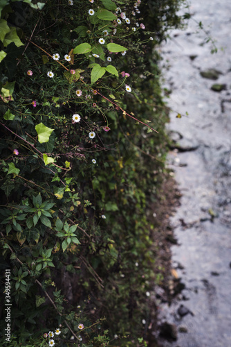 Flores de primavera al lado del rio