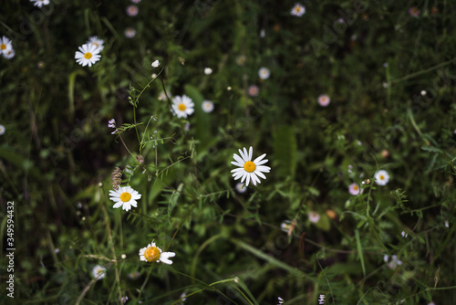 Margaritas en primavera