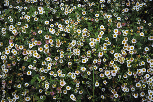 Margaritas en primavera