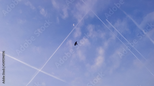 Many condensation, inversion, jet tracks of moving aircraft, together with the moon and a bird in the blue sky.