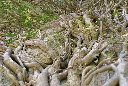 Cuadro en lienzo Griechenland - Pindos-Gebirge - Vikos-Schlucht - Wanderweg