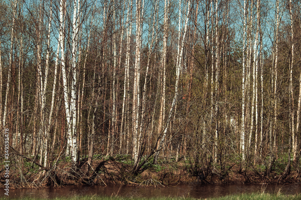 Obraz premium White birch trees in the forest