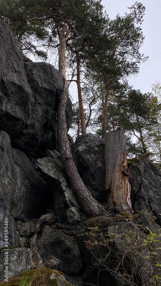 old tree trunk old tree trunk