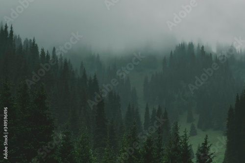 Misty landscape , Fog in the spruce forest in the mountains.