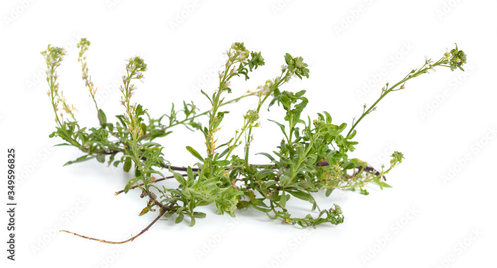 Alyssum with white flowers isolated on white background