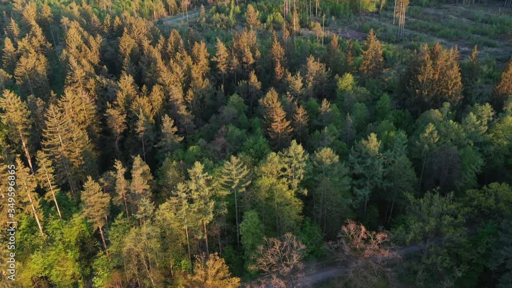 Bird view video of an alpine pine forest near the city of Munich at evening. Drone clip from a above the Perlacher Forst. Bird view video of an alpine pine forest near the city of Munich at evening. Drone clip from a above the Perlacher Forst.