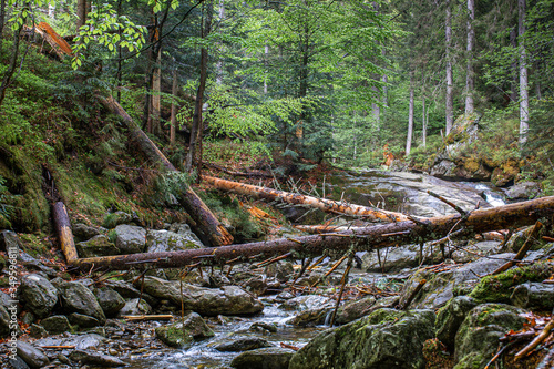 Urwald  Wildnis am Bergbach