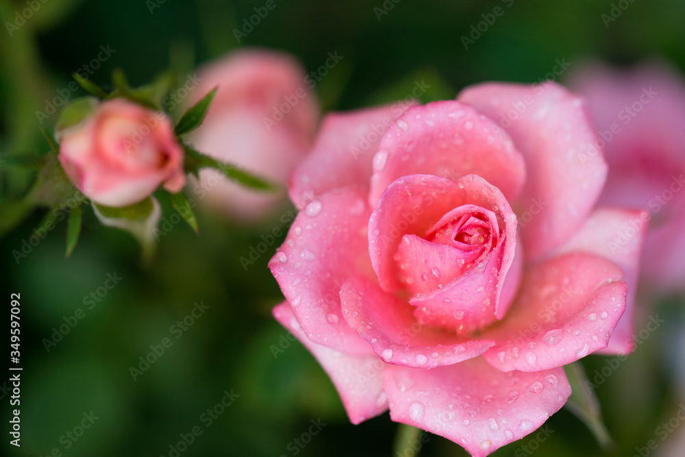 Pink Miniature Roses 3 Pink Miniature Roses 3
