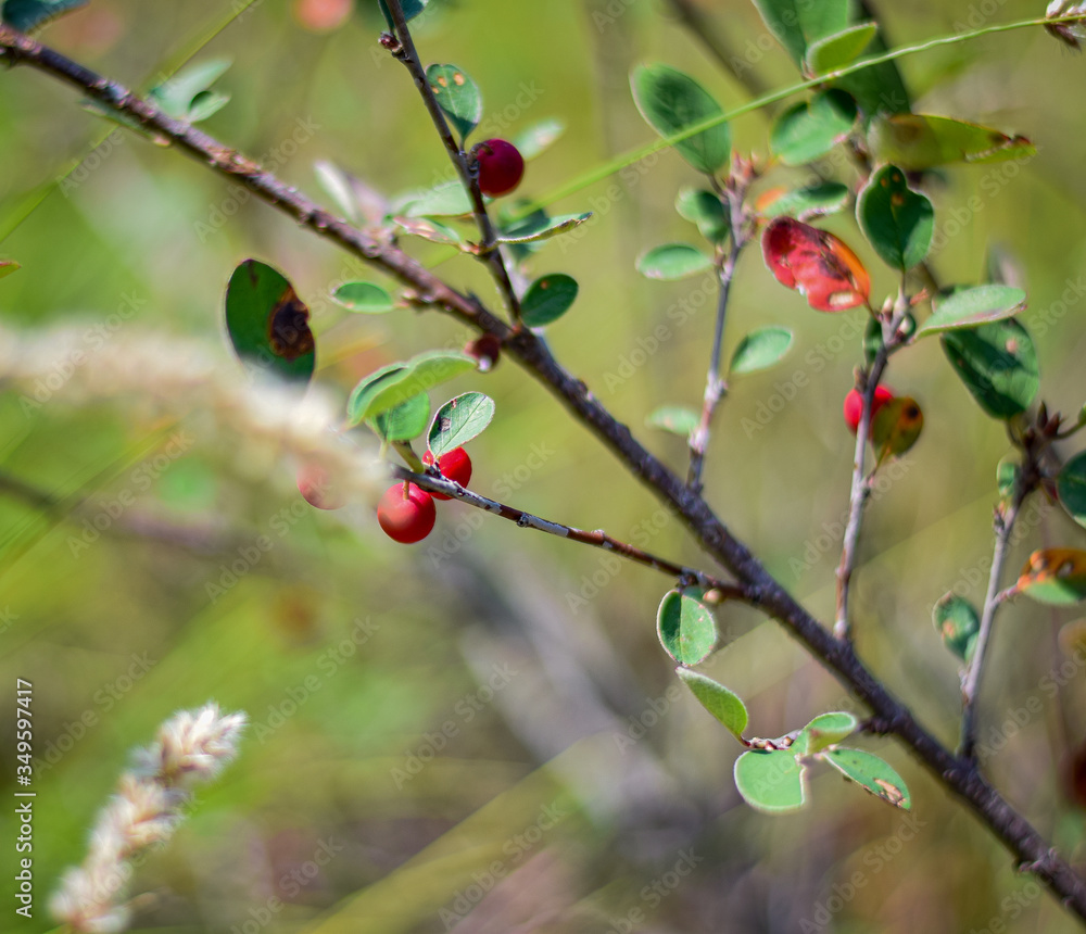 Ribes Ribes