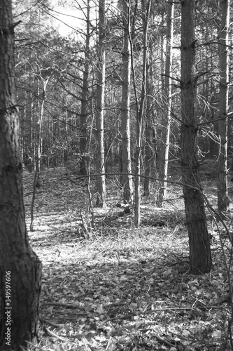Black and white spring forest . Outdoor forest landscape.