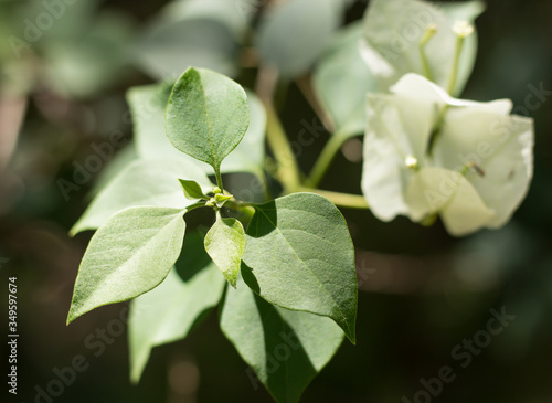 Young Green leaf of White Bougainvillea flower