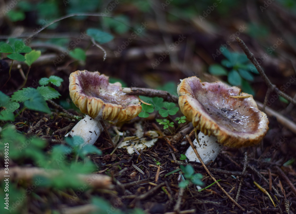 Agaricus Campestris Agaricus Campestris
