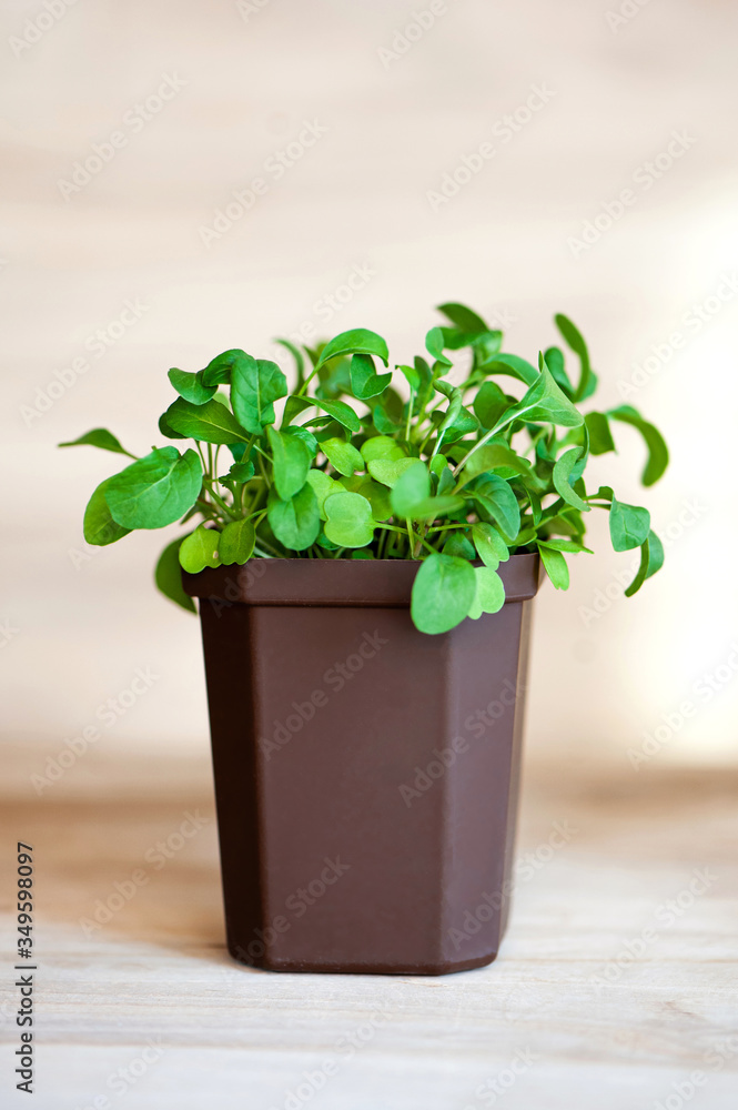 Fototapeta premium Fresh arugula grass in a brown pot on a wooden background, grown at home.