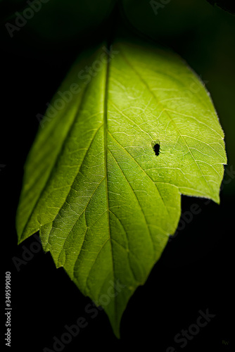 fly behind green leaf