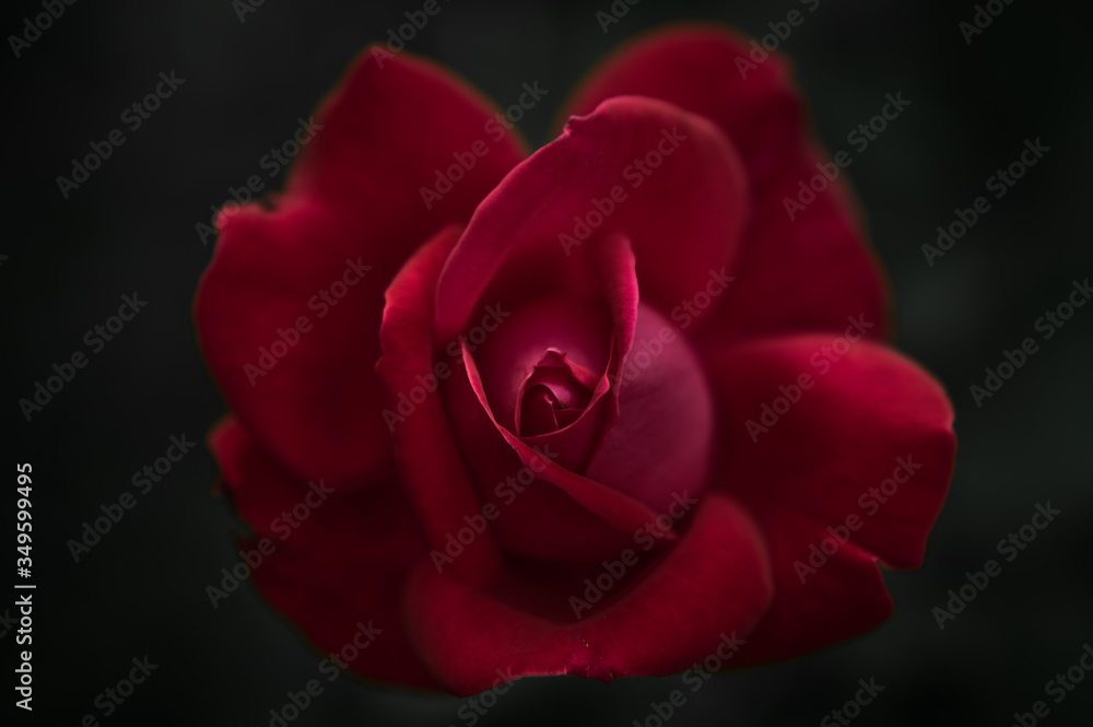 intense red silky rose macro on black background intense red silky rose macro on black background