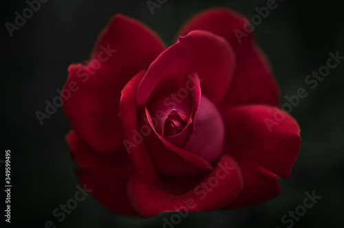 intense red silky rose macro on black background