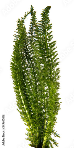 bunch of green grass on an isolated white background.
