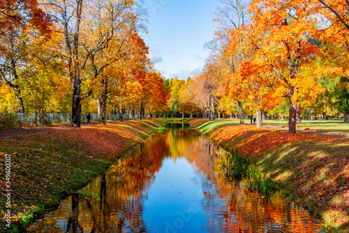 Autumn foliage in Alexander park  Tsarskoe Selo  Pushkin   Saint Petersburg  Russia