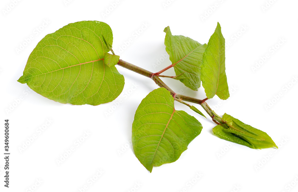 Fototapeta premium Reynutriya Bohemian or japonica, sachalinensis. Isolated on white.