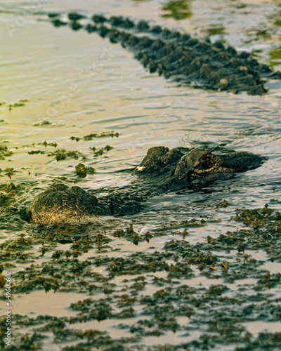 crocodile in the river