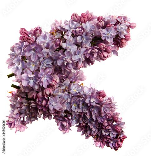 Lilac branch with flowers on an isolated white background, close-up. sprouts of a lilac bush with purple inflorescences, isolate