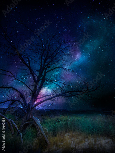 night landscape with trees