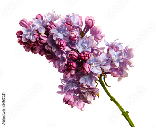 Lilac branch with flowers on an isolated white background, close-up. sprouts of a lilac bush with purple inflorescences, isolate
