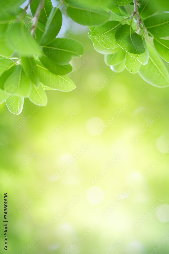 Amazing nature view of green leaf on blurred greenery background in garden and sunlight with copy space using as background natural green plants landscape, ecology, fresh wallpaper concept. Amazing nature view of green leaf on blurred greenery background in garden and sunlight with copy space using as background natural green plants landscape, ecology, fresh wallpaper concept.