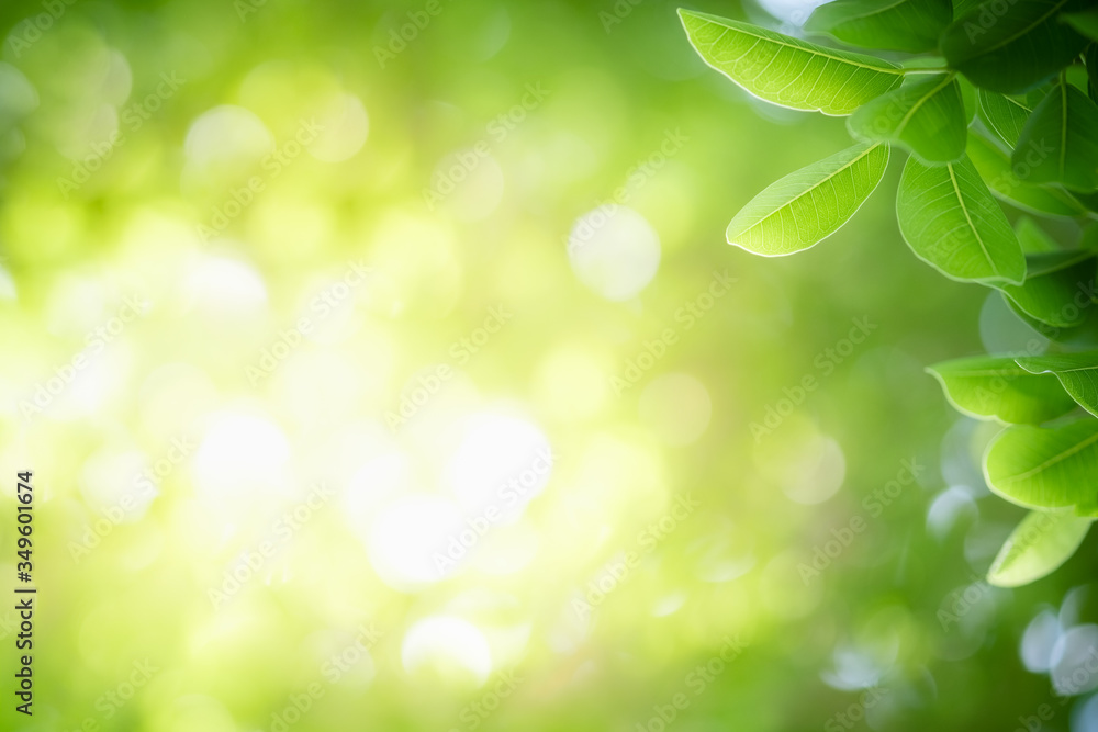 Amazing nature view of green leaf on blurred greenery background in garden and sunlight with copy space using as background natural green plants landscape, ecology, fresh wallpaper concept. Amazing nature view of green leaf on blurred greenery background in garden and sunlight with copy space using as background natural green plants landscape, ecology, fresh wallpaper concept.