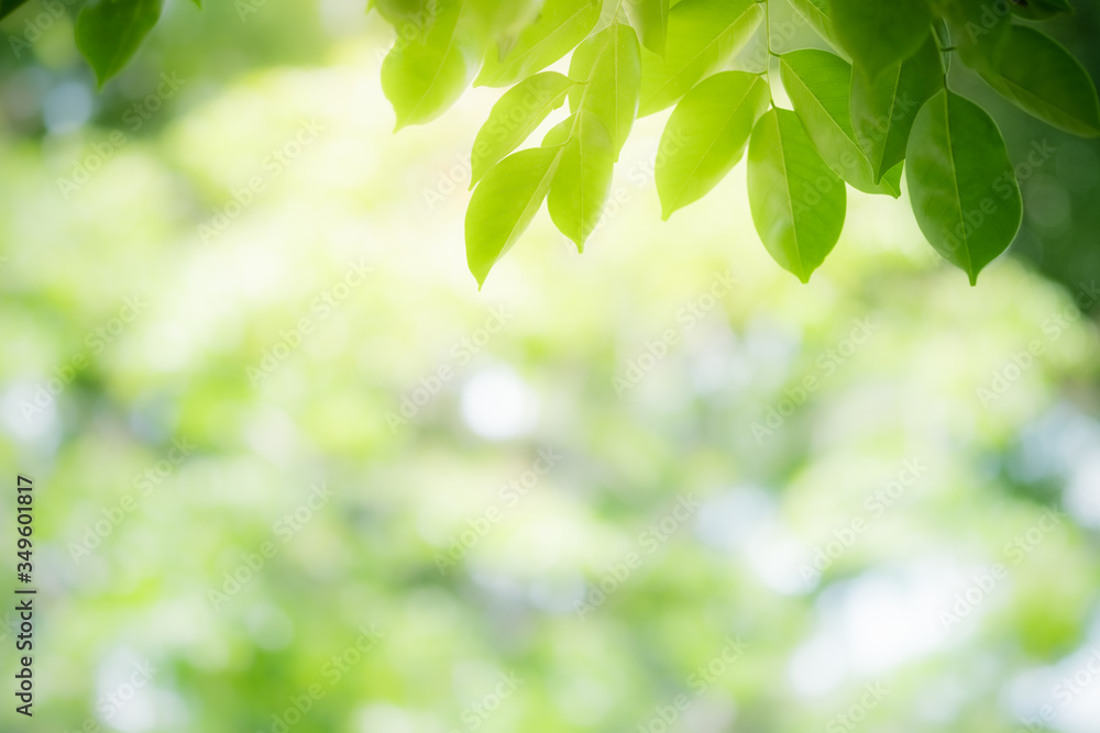 Amazing nature view of green leaf on blurred greenery background in garden and sunlight with copy space using as background natural green plants landscape, ecology, fresh wallpaper concept. Amazing nature view of green leaf on blurred greenery background in garden and sunlight with copy space using as background natural green plants landscape, ecology, fresh wallpaper concept.