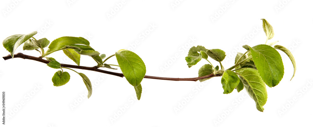 Apple tree branch with leaves on an isolated white background, closeup. Young sprouts of a fruit tree, isolate - obrazy, fototapety, plakaty 