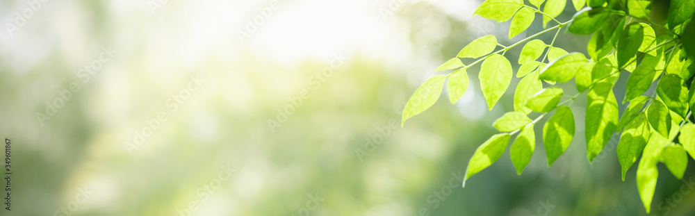 Amazing nature view of green leaf on blurred greenery background in garden and sunlight with copy space using as background natural green plants landscape, ecology, fresh wallpaper concept. Amazing nature view of green leaf on blurred greenery background in garden and sunlight with copy space using as background natural green plants landscape, ecology, fresh wallpaper concept.