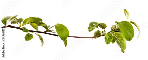 Leinwand Poster Apple tree branch with leaves on an isolated white background, closeup