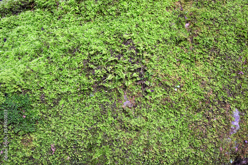 Moss green on stone in forest.