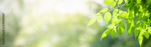 Amazing nature view of green leaf on blurred greenery background in garden and sunlight with copy space using as background natural green plants landscape, ecology, fresh wallpaper concept.