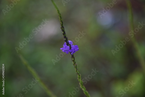 Purple flower close up beauty