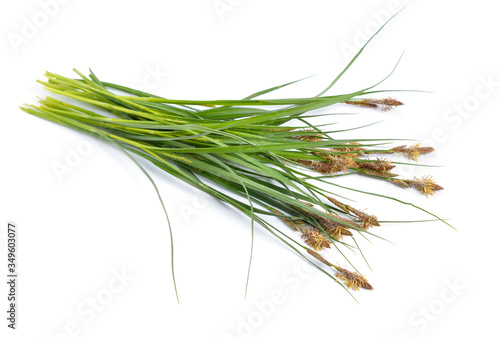 Carex or true sedges, caricology. Isolated on white background
