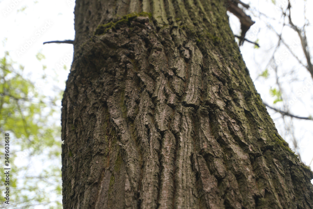 trunk of a tree