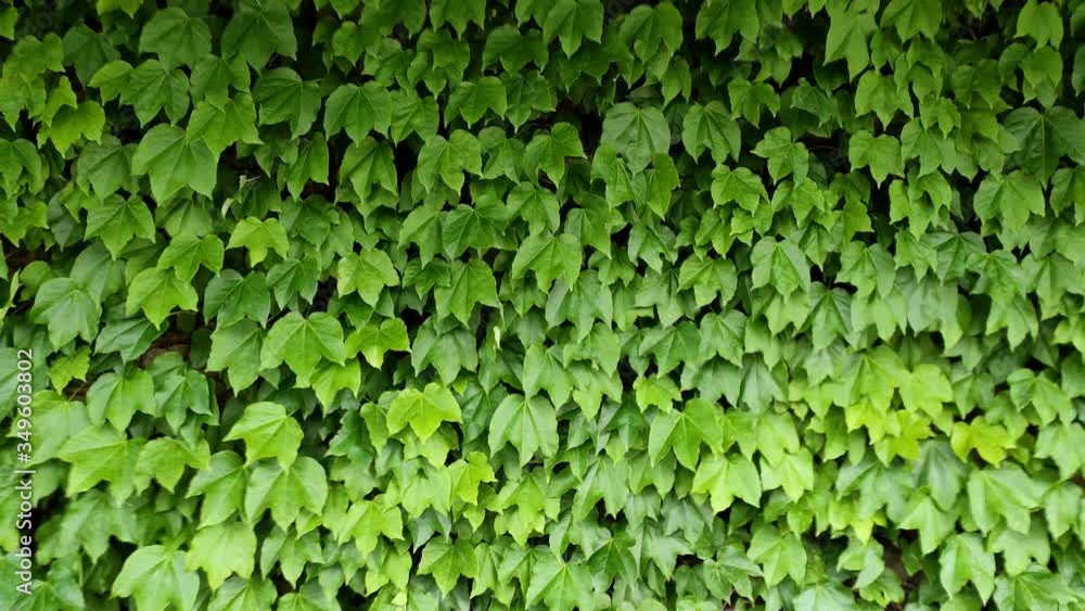 Pared cubierta de hiedra que se mueve por la acción suave del viento. Pared cubierta de hiedra que se mueve por la acción suave del viento.