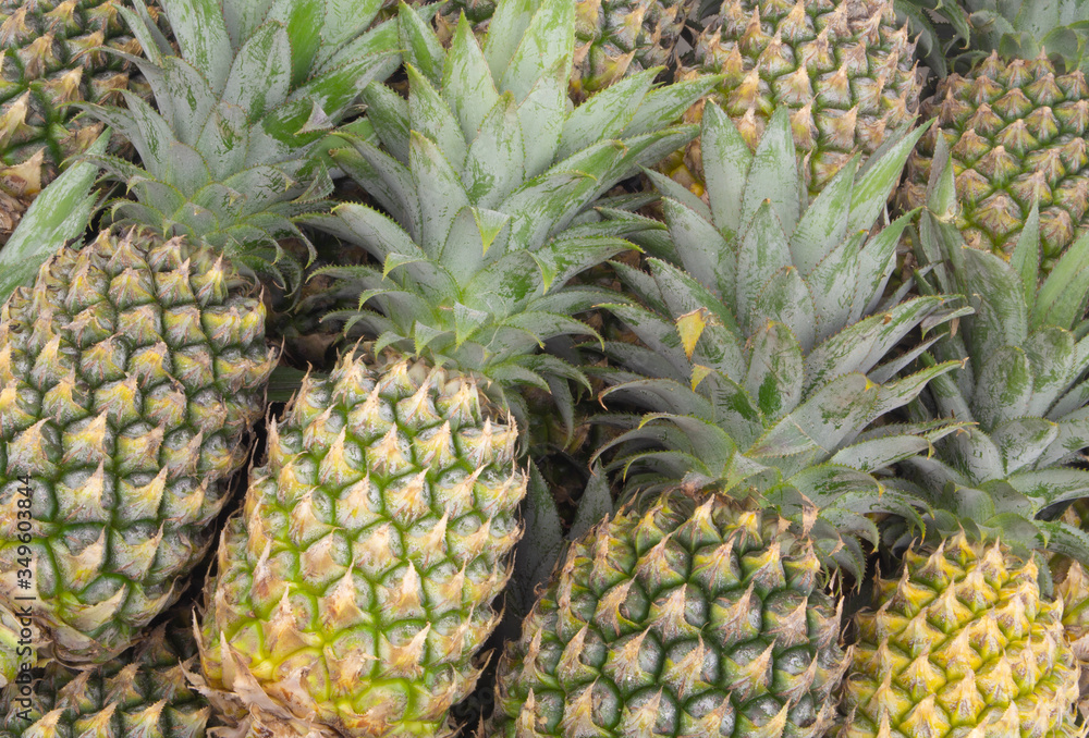 Pineapple fruits as background Pineapple fruits as background