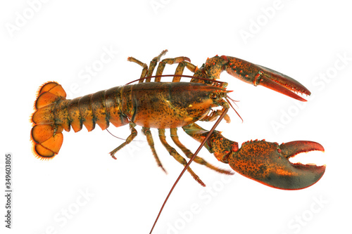 live lobster isolated on white background